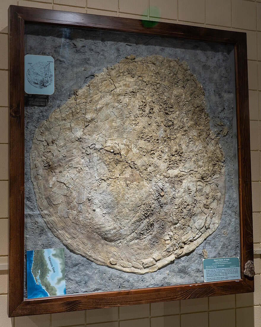 Fossil of a giant clam, Platyceramus plantinus, in the USU Eastern Prehistoric Museum, Price, Utah. It is encrusted with a colony of Pseudosperna congesta, a small oyster.