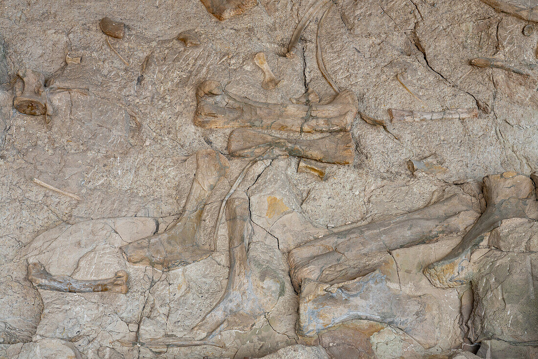 Partially-excavated dinosaur bones on the Wall of Bones in the Quarry Exhibit Hall, Dinosaur National Monument, Utah.