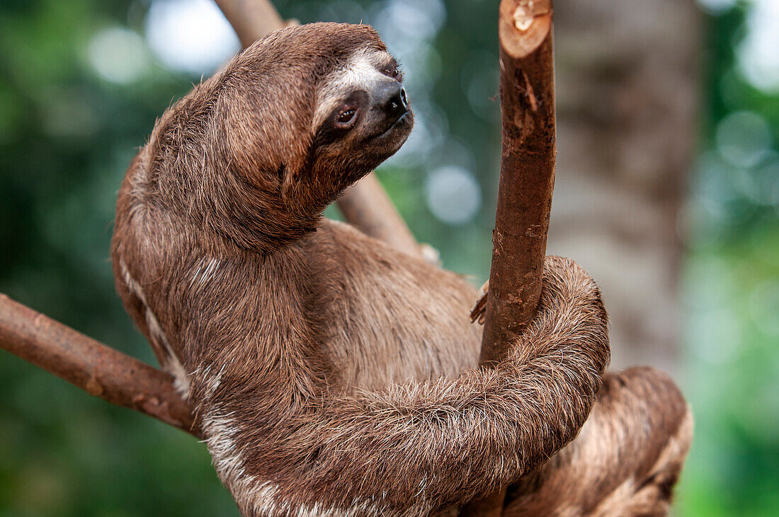 A wild brown-throated sloth, Bradypus variegatus, Landing Casual, Upper Amazon River Basin, Loreto, Peru