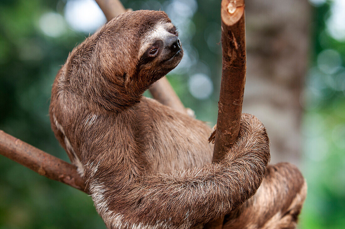 Ein wildes Braunkehlfaultier, Bradypus variegatus, Landeplatz, Oberes Amazonasbecken, Loreto, Peru