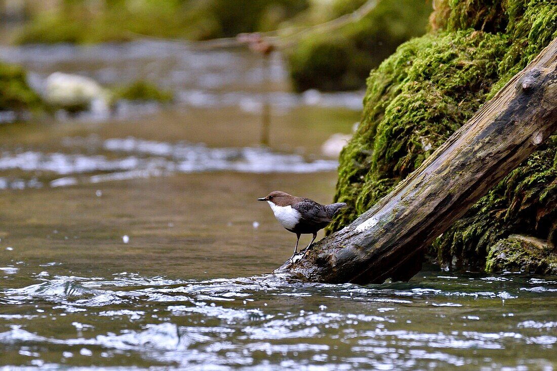 Frankreich, Doubs, Tal der Creuse, Wasseramsel (Cinclus cinclus) im Bach, erwachsenes Tier jagt, um seine Jungen zu füttern