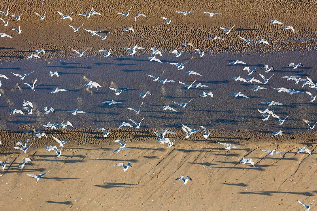 Frankreich, Vendee, La Faute sur Mer, Möwen (Luftaufnahme)