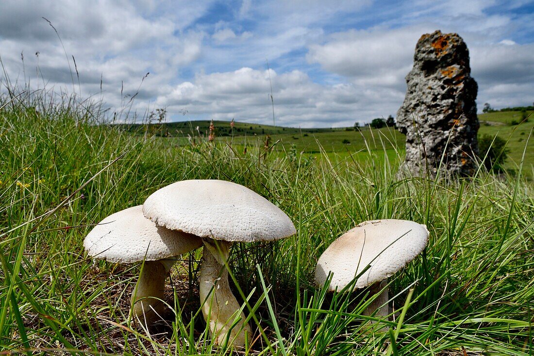 Frankreich, Lozere, Causse Mejean, Pilze und Menhir auf einer Wiese