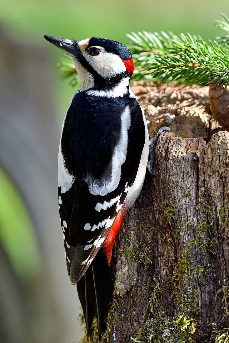 France, Doubs, Great Spotted Woodpecker (Dendrocopos major), hanging on a trunk in autumn, male