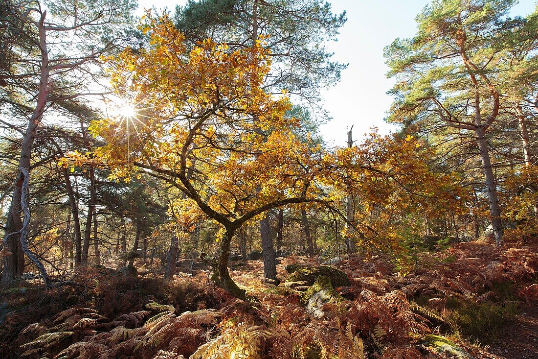 Frankreich, Seine et Marne, Biosphärenreservat Fontainebleau und Gatinais, der Wald von Fontainebleau, der von der UNESCO zum Biosphärenreservat erklärt wurde, der Wald im Herbst im Gebiet des Rocher Canon, die Bonzai-Eiche des Rocher Canon, die als einer der bemerkenswertesten Bäume des Waldes von Fontainebleau bezeichnet wird