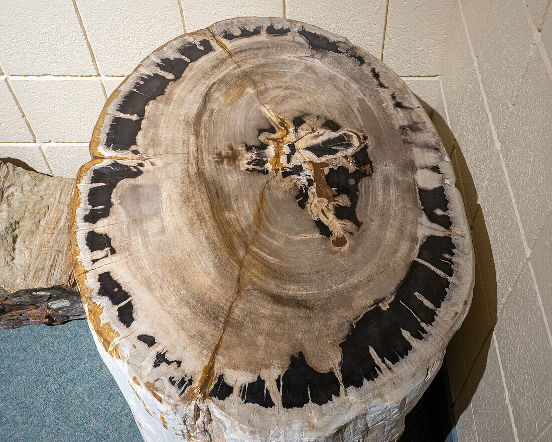 Ein bunter versteinerter Baumstamm im USU Eastern Prehistoric Museum in Price, Utah