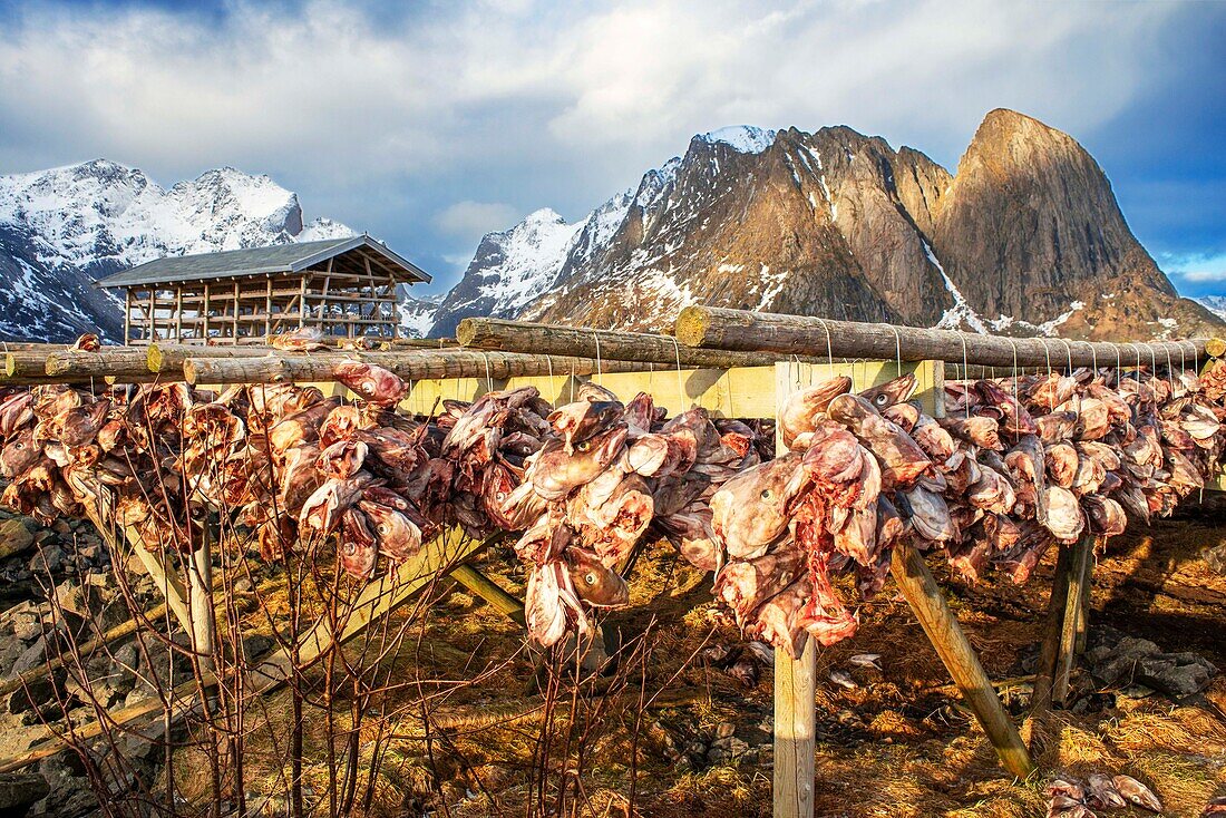 Cod hanging to dry on wooden racks in front of the mountain Olstinden, Moskenes, Lofoten, Norway.