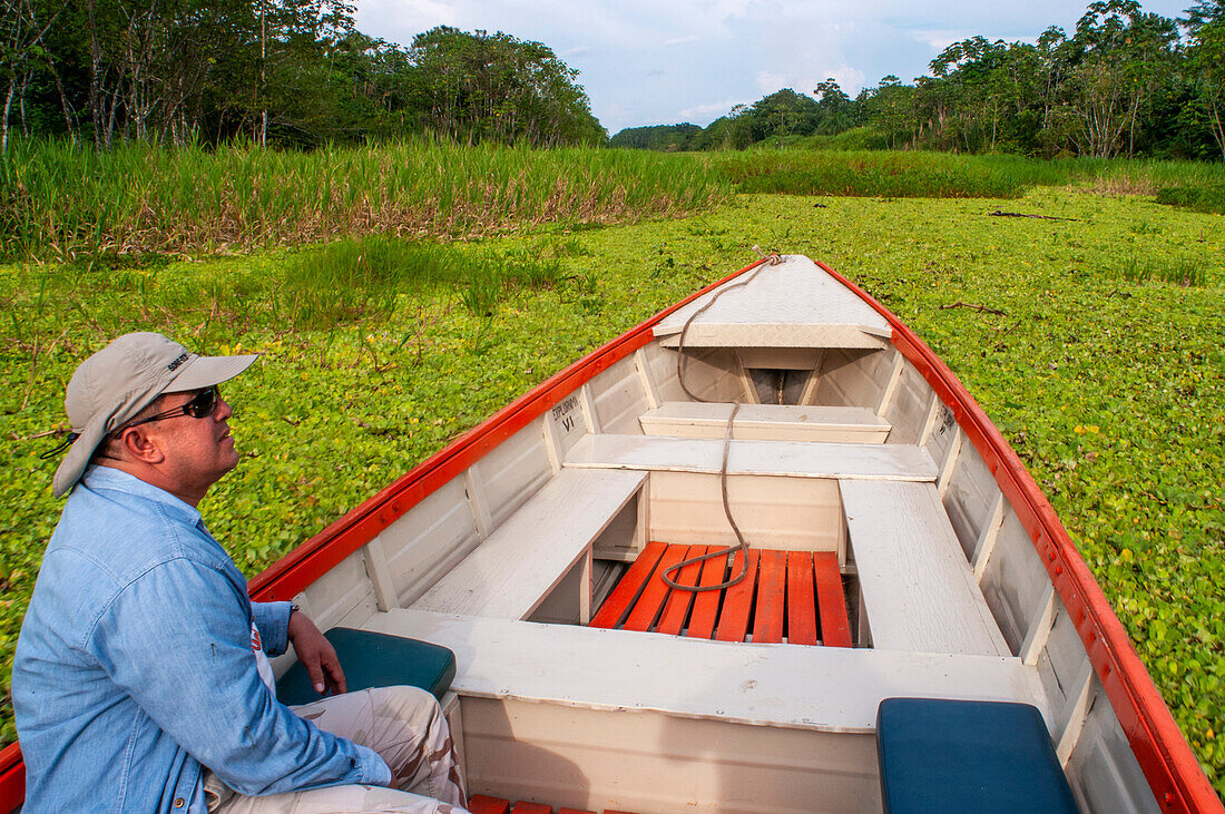 Amazon river Expedition by boat along the Amazon River near Iquitos, Loreto, Peru. Navigating one of the tributaries of the Amazon to Iquitos about 40 kilometers near the town of Indiana.