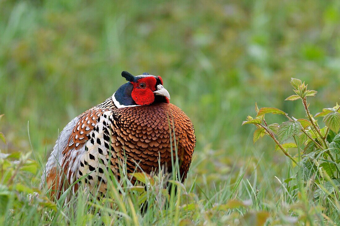 France, Somme, Common Pheasant (Phasianus colchicus) cock in breeding plumage