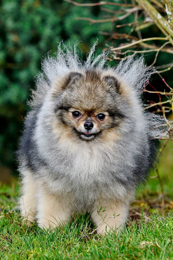 France, Doubs, dog, German Spitz