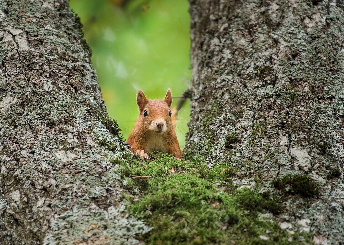 France, Ain, Prevessin Moens, Red Squirel