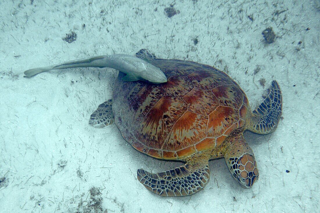 Frankreich, Insel Mayotte (französisches Überseedepartement), Grande Terre, Kani Keli, Strand N'Gouja, Grüne Meeresschildkröte (Chelonia mydas) und ein Pilotfisch, der an seinem Panzer hängt (Echeneis naucrates)