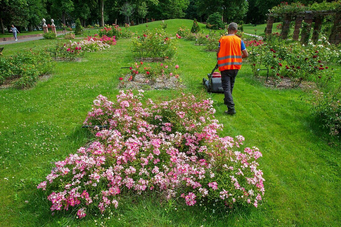 Frankreich, Hauts de Seine, Puteaux, Insel Puteaux, Rosengarten, Puteaux Rose