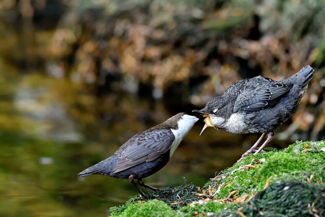 Frankreich, Doubs, Creuse-Tal, Wasseramsel (Cinclus cinclus) im Bach, Erwachsener jagt, um seine Jungen zu füttern