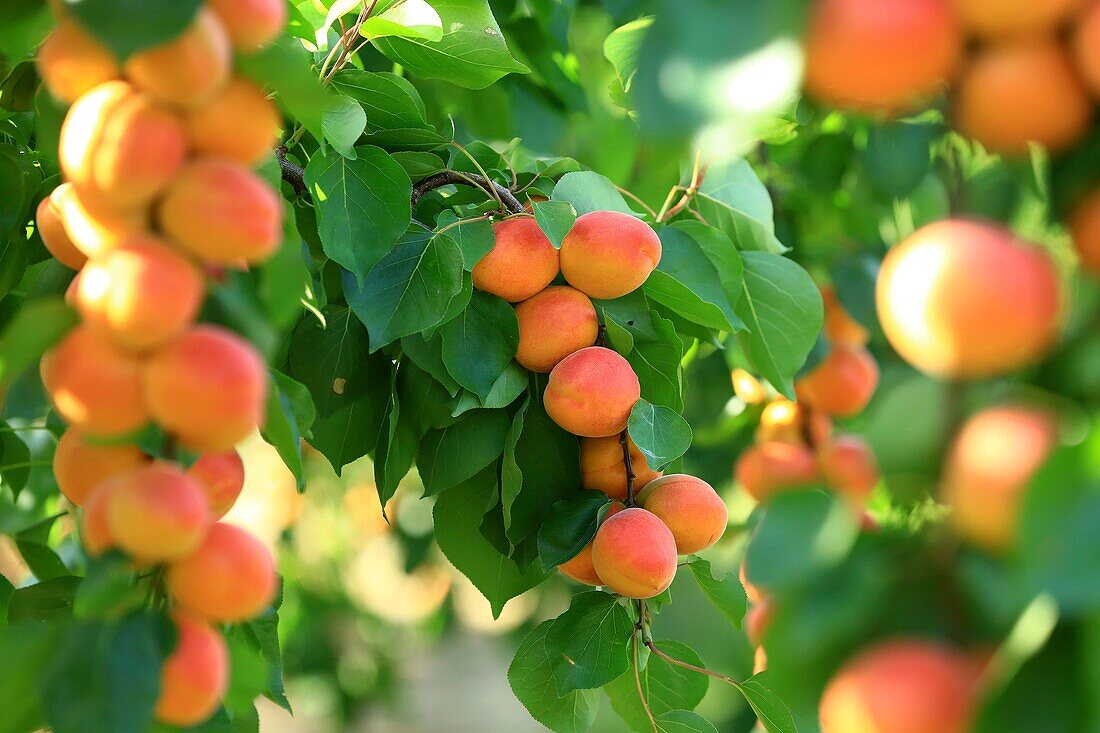 France, Drome, La Roche de Glun, Mansion Bouvat, apricot producer variety Bergeval