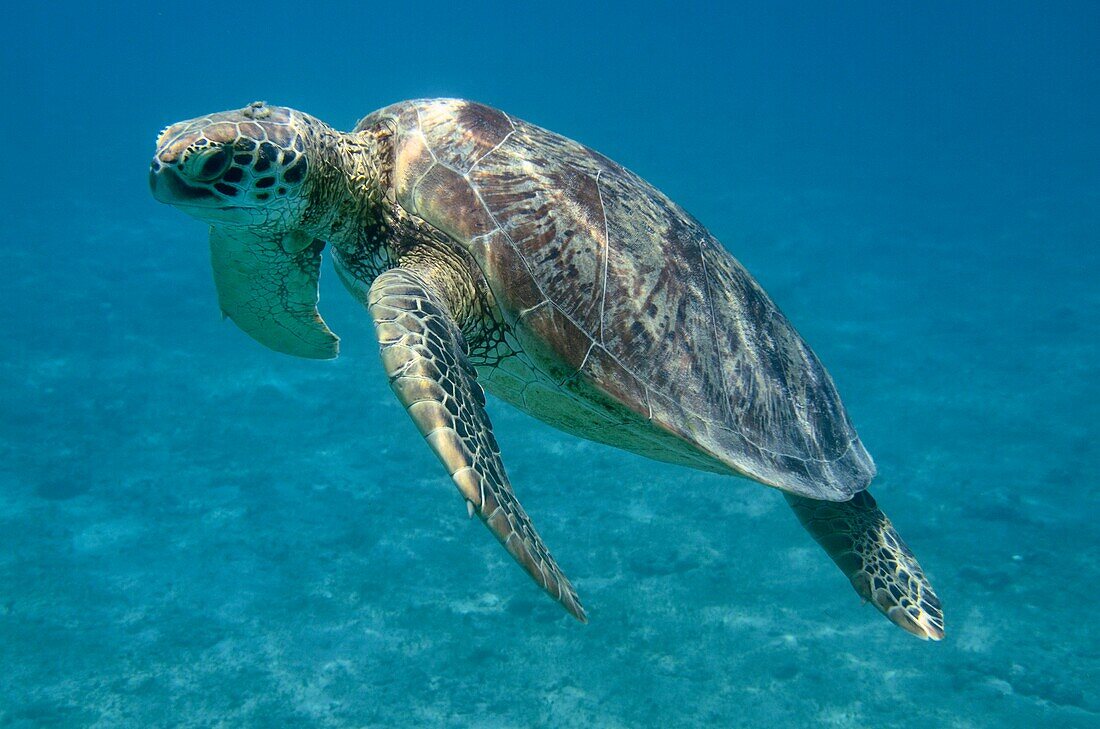 Frankreich, Insel Mayotte (französisches Überseedepartement), Grande Terre, Kani Keli, Strand N'Gouja, Grüne Meeresschildkröte (Chelonia mydas)