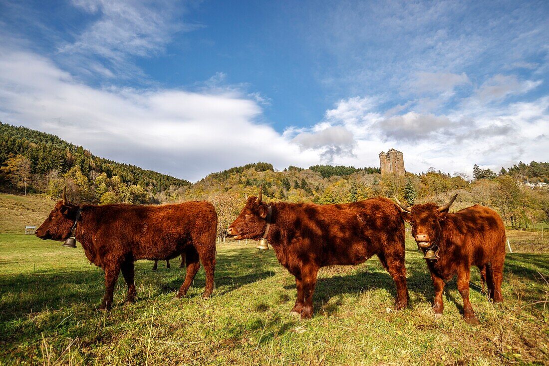 France, Cantal, regional natural park volcanoes of Auvergne, country of Salers, Tournemire, labeled the Most Beautiful Villages of France, herd of Salers cows at the foot of the Castle of Anjony fifteenth century