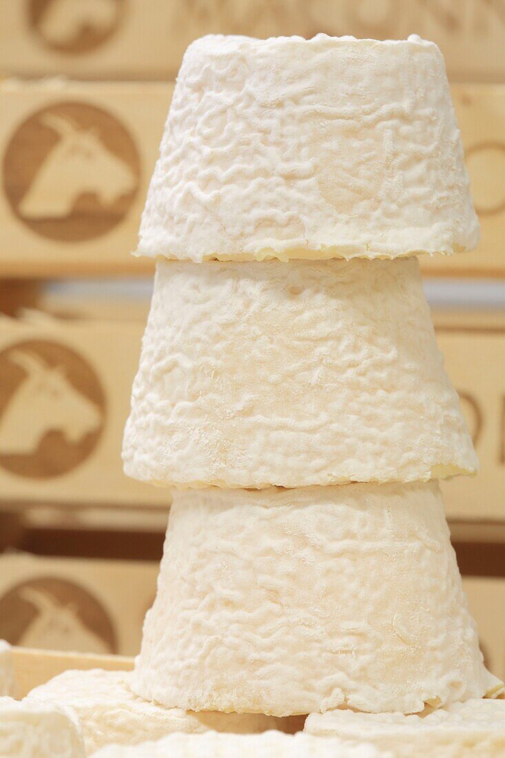 France, Saone et Loire, Hurigny, Chevenet cheese dairy, Maconnais (AOP cheeses made from raw goat's milk)