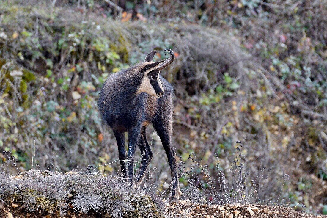 France, Doubs, chamois (Rupicapra rupicapra) in autumn, males in rupt living in an old working quarry