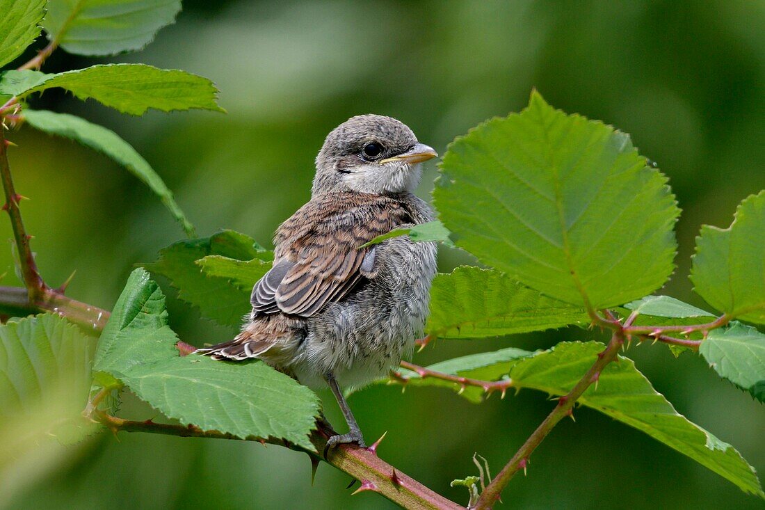 Frankreich, Doubs, Rotrückenwürger (Lanius collurio) Jungtier auf einem Ast, das aus dem Nest kommt, beim Füttern