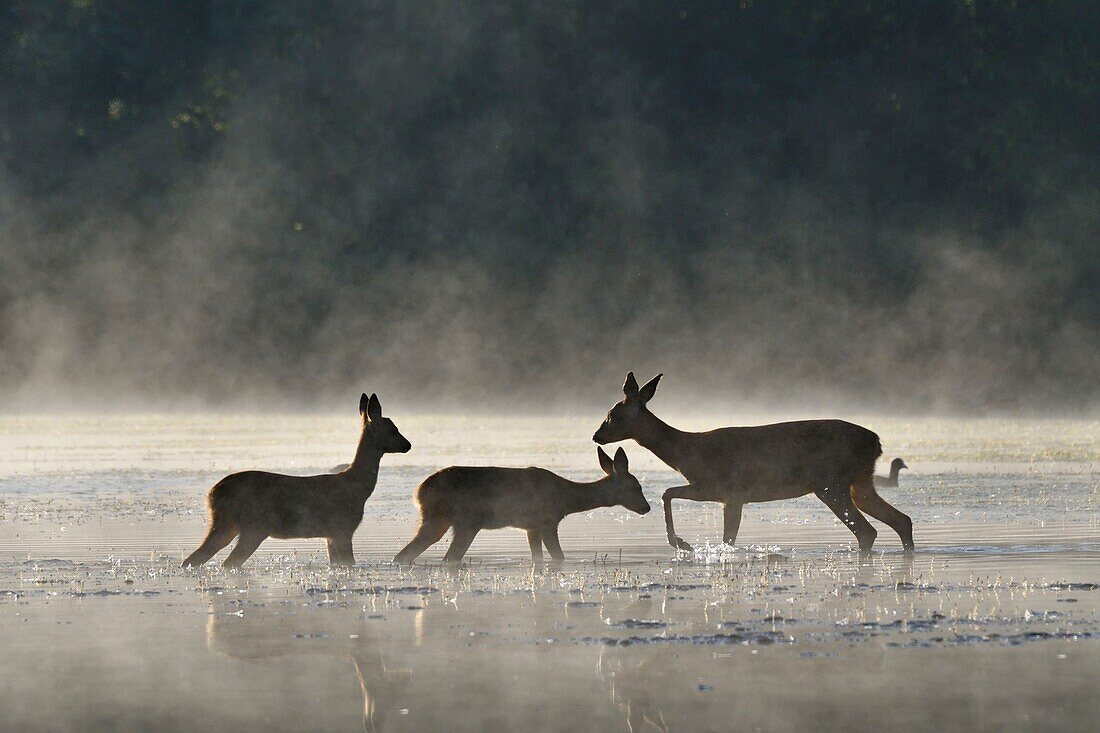 France, Doubs, Brognard, Allan's natural area, mammal, deer and his two youngsters crossing a body of water in the mist