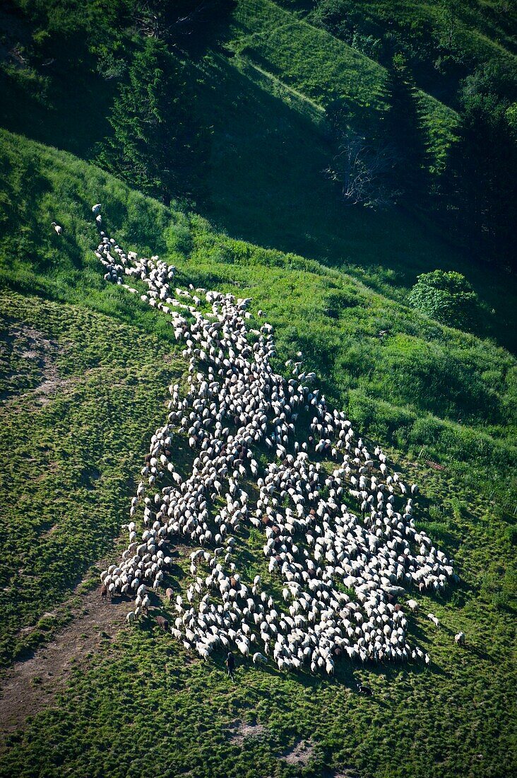 France, Haute Savoie, Thônes, flock of sheeps at Buffaz pass