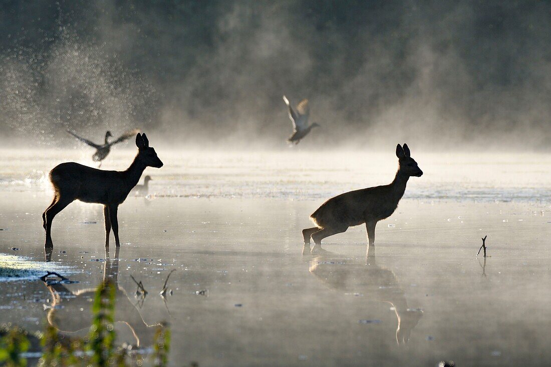 France, Doubs, Brognard, Allan's, natural area, mammal, roe deer crossing a body of water in the mist, mallards in flight