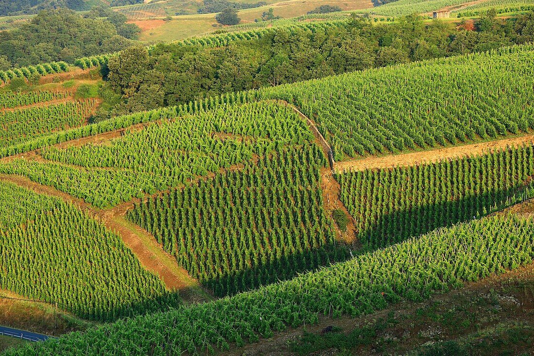 France, Rhone, Ampuis, vineyard AOC Cote Rotie