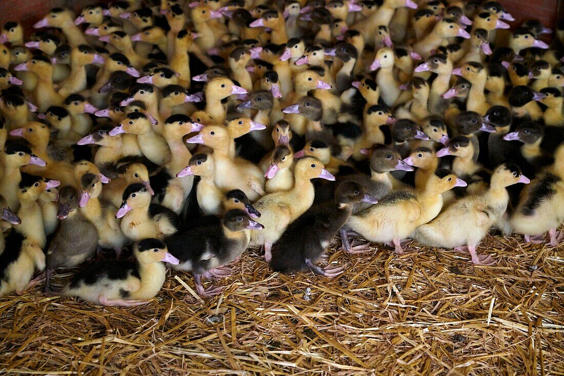 France, Gers, Lartigue, locality Baylac, Baylac farm, ducks breeding, duckling