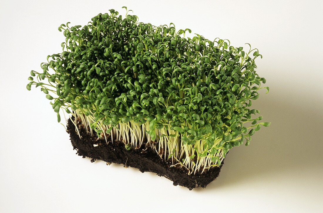 Cress plant with soil