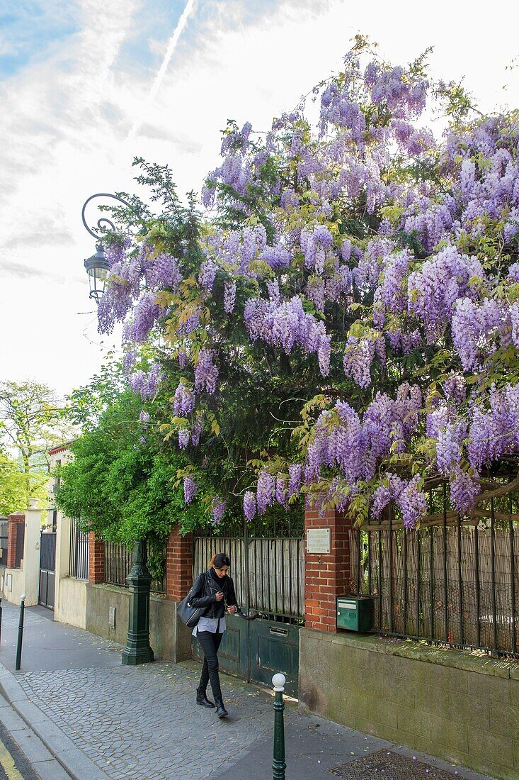 Frankreich, Hauts de Seine, Puteaux, Cartault-Straße, blühender Blauregen