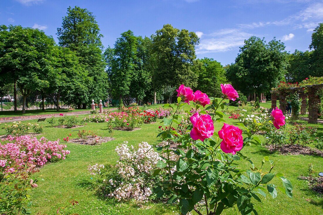 France, Hauts de Seine, Puteaux, Puteaux Island, Rose Garden