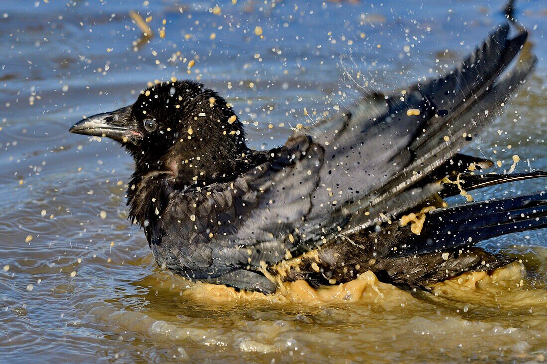 France, Doubs, Carrion crow (Corvus corone) bathing in a small pond
