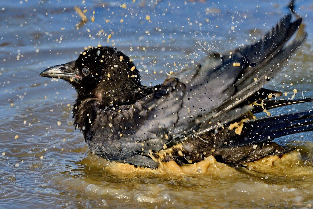 Frankreich, Doubs, Aaskrähe (Corvus corone) beim Baden in einem kleinen Teich