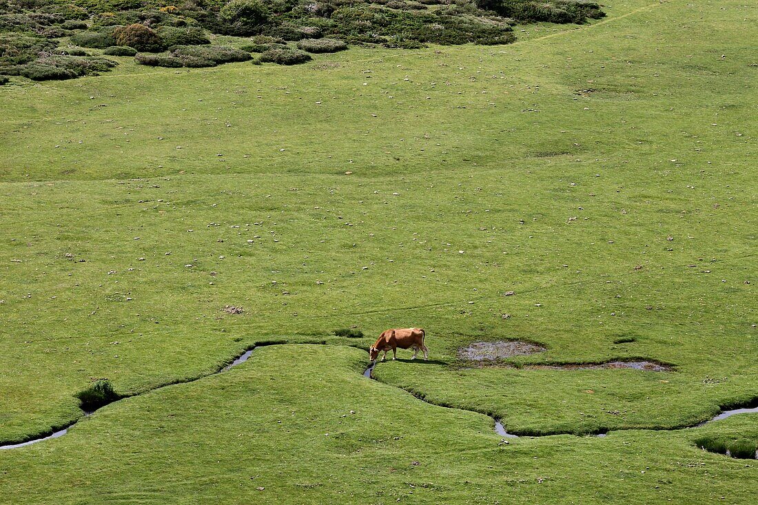 France, Corse du Sud, Quenza, cow on the pozzines of the Coscione plateau