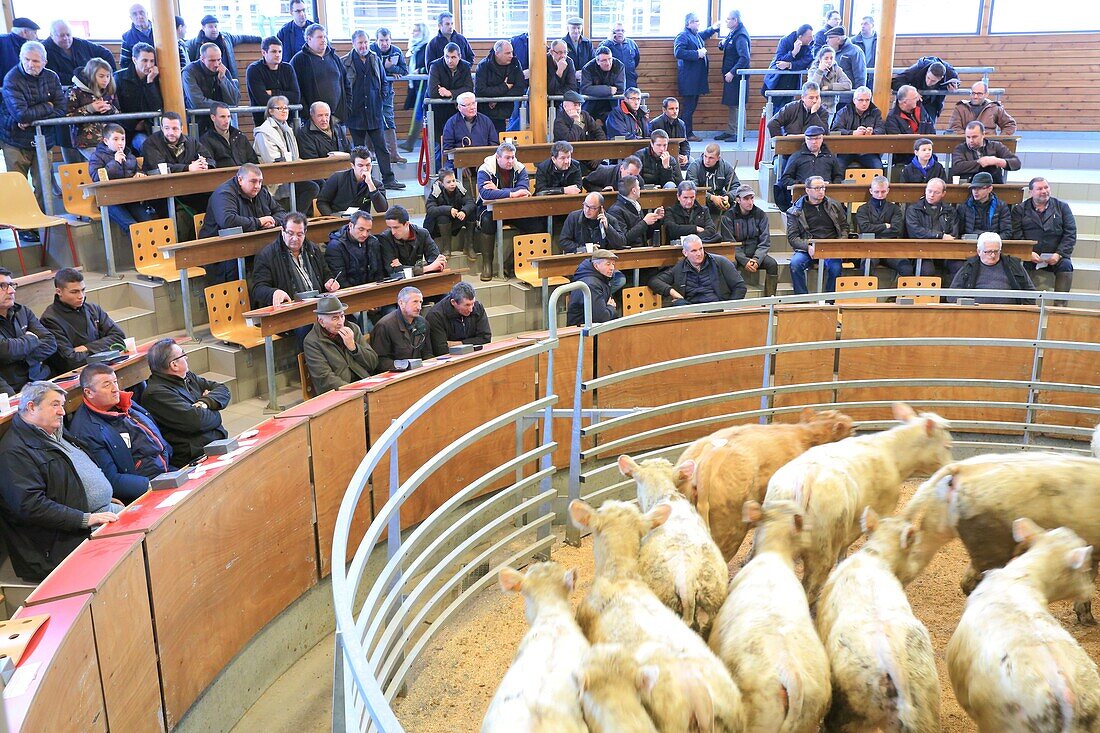 France, Saone et Loire, Saint Christophe en Brionnais, livestock market, auction of Charolais beef