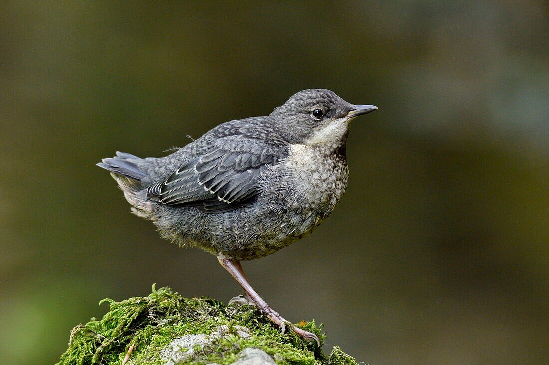 Frankreich, Doubs, Creuse-Tal, Wasseramsel (Cinclus cinclus) im Bach, Küken verlässt gerade das Nest