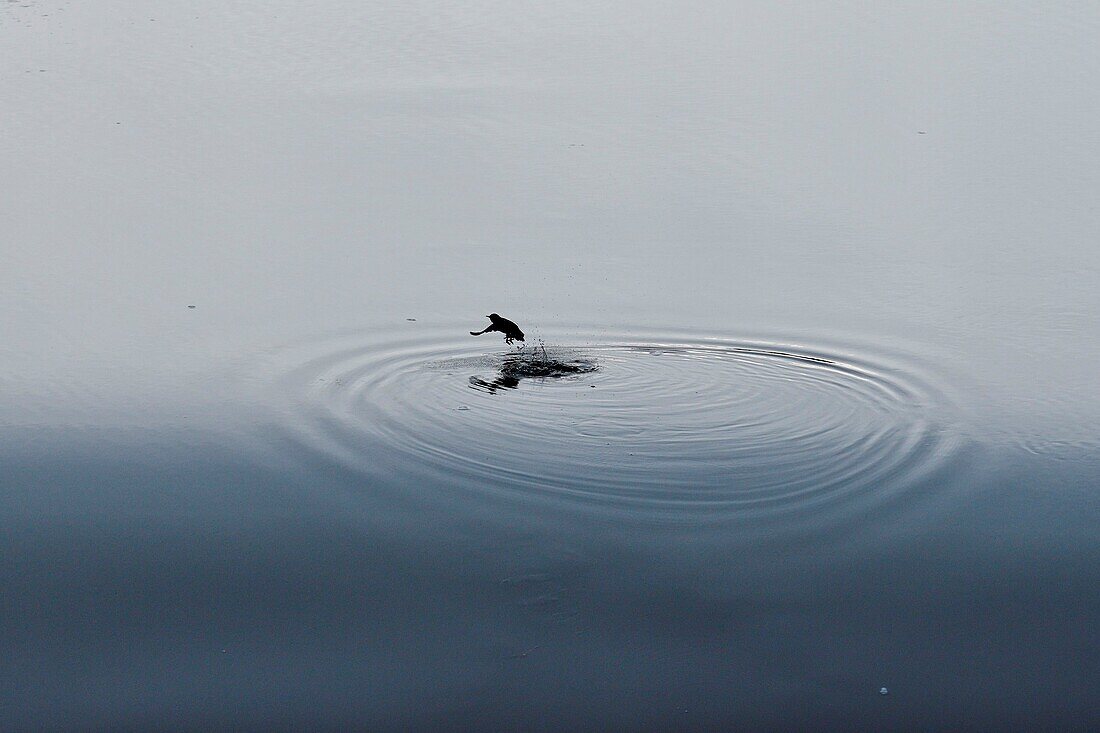 France, Doubs, bird, sparrow, Dipper (Cinclus cinclus), hunt his food at a small dam on the Doubs