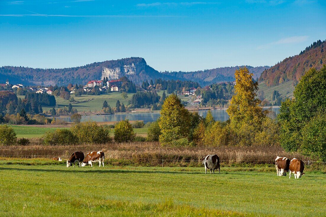 Frankreich, Jura, les rousses, Kuhherde, See und Dorf