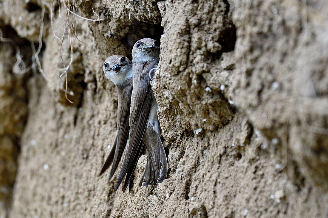 France, Doubs, Allenjoie, river, shore swallow (Riparia riparia) nesting in a bank of the Allan, couple, feeding