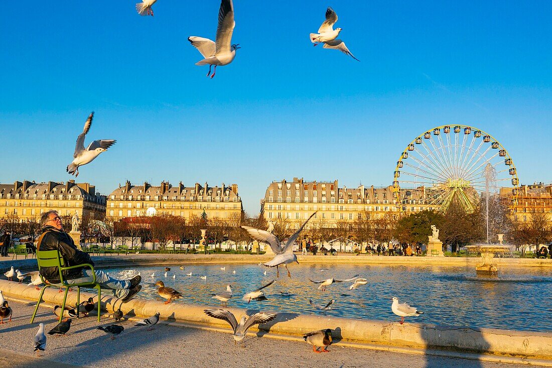 France, Paris, Tuileries Garden in Winter, Octagonal Pool and Christmas Grand Wheel