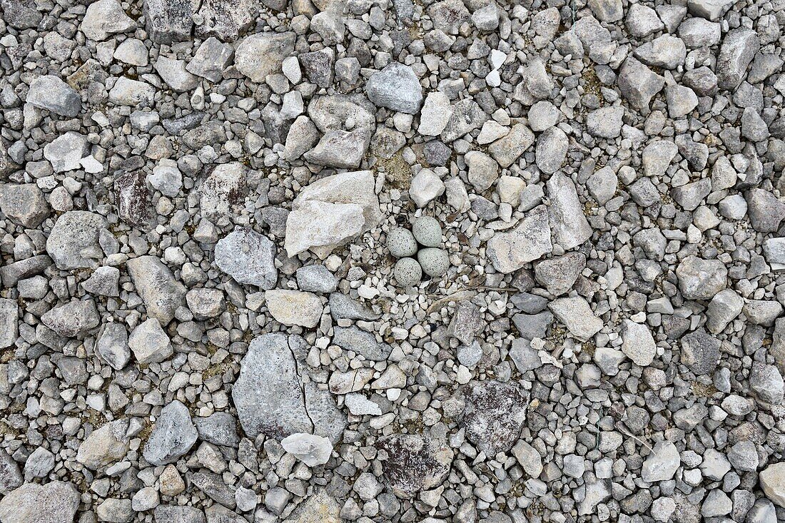 France, Doubs, Little Ringed Plover (Charadrius dubius), nest set on an industrial platform, spawning, four eggs