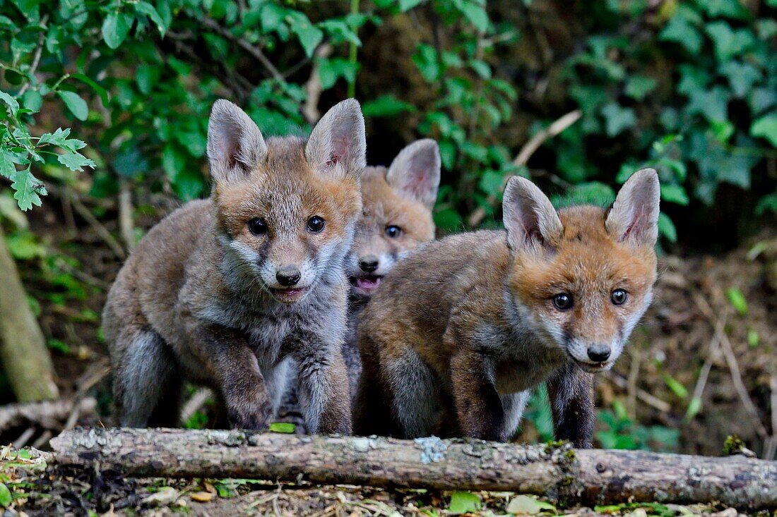 Frankreich, Doubs, Jungfuchs (Vulpes vulpes) im Bau