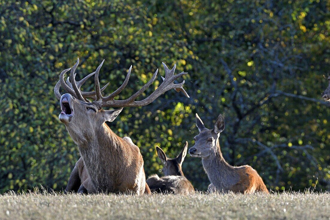 Frankreich, Haute Saone, Rothirsch (Cervus elaphus), Männchen und seine Hirschkühe während der Schlachtperiode