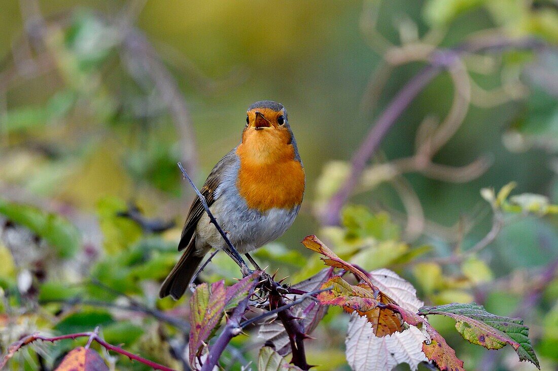 Frankreich, Doubs, Vogel, Rotkehlchen (Erithacus rubecula), singend, Herbst