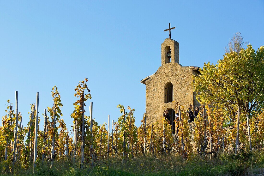 France, Drome, Tain l'Hermitage, vineyard AOC Hermitage