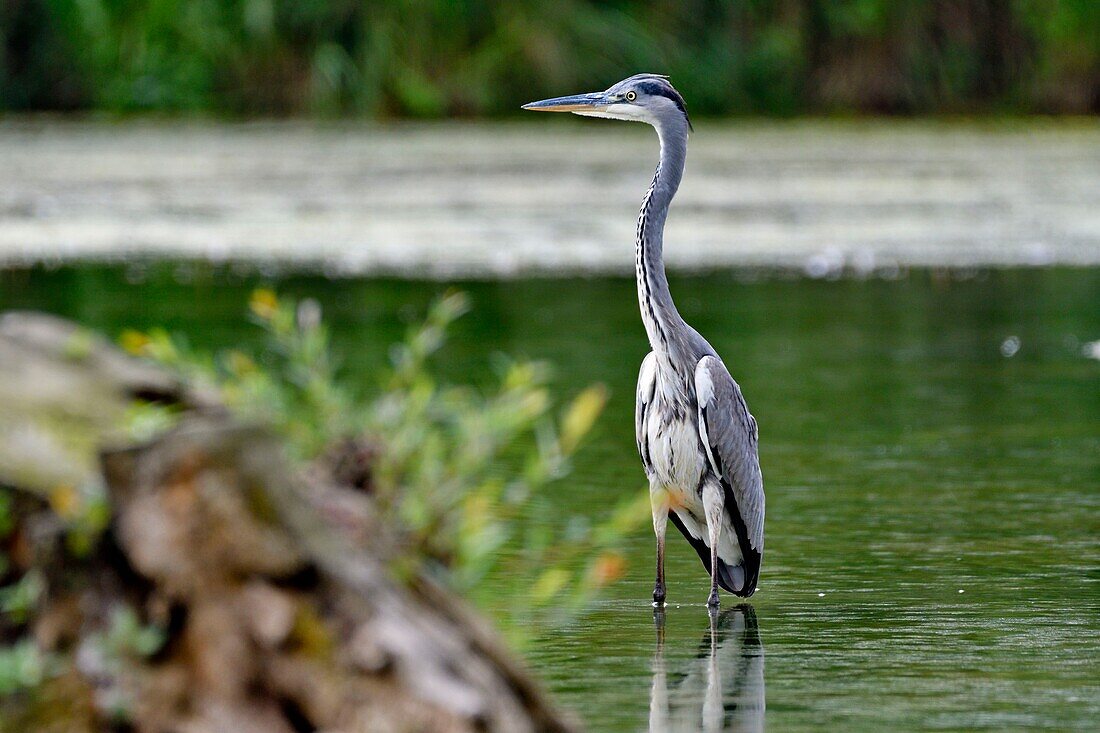 France, Doubs, Brognard, Allan's, natural area, Echassier, Gray Heron (Ardea cinerea), adult, calm water fishing