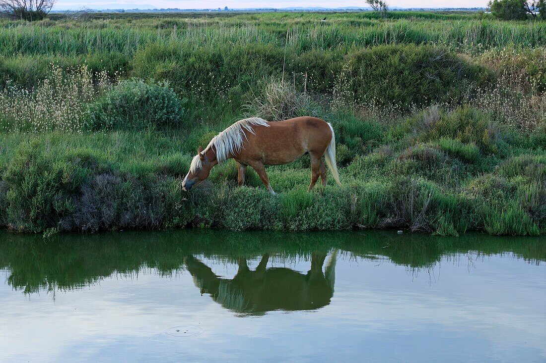 France, Bouches du Rhone, Regional Natural Park of Camargue, Saintes Maries de la Mer