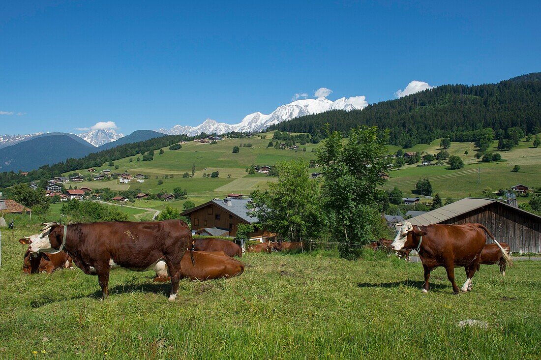 France, Haute Savoie, Alps, Mont Blanc country, Combloux, herd of Abondance cows in Demi Quartier and the Mont Blanc massif