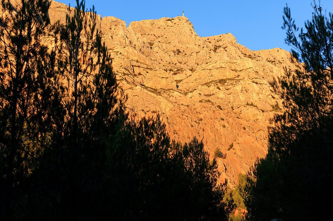 France, Bouches du Rhone, Aix-en-Provence, Montagne Sainte Victoire, pines